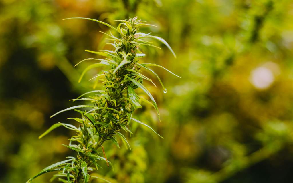 a male marijuana plant on a sunny day 