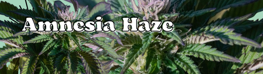 amnesia haze marijuana plants