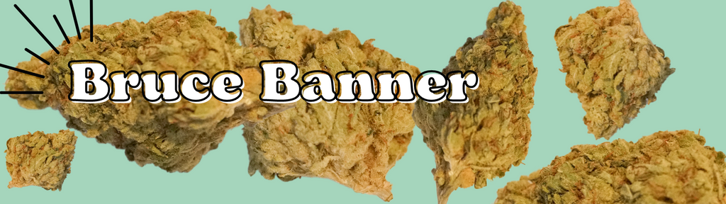 bruce banner strain marijuana buds