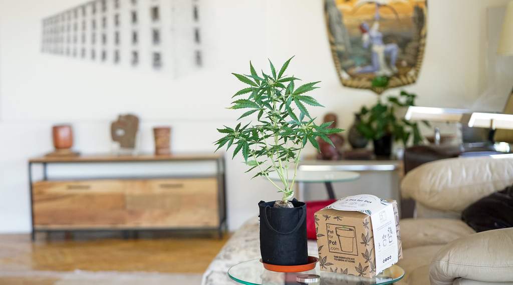 a living room scene showing an indoor small marijuana plant in a half gallon sized pot that comes in the Complete Mini Kit for growing weed