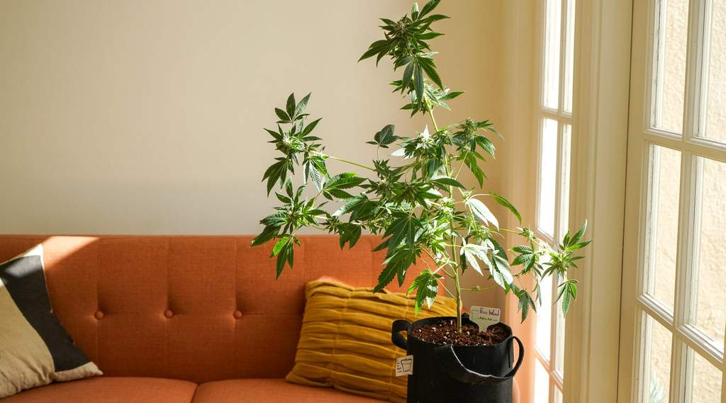 beautiful autoflowering cannabis plant growing indoors in a sunny window next to an orange couch
