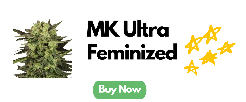 mk ultra feminized seeds