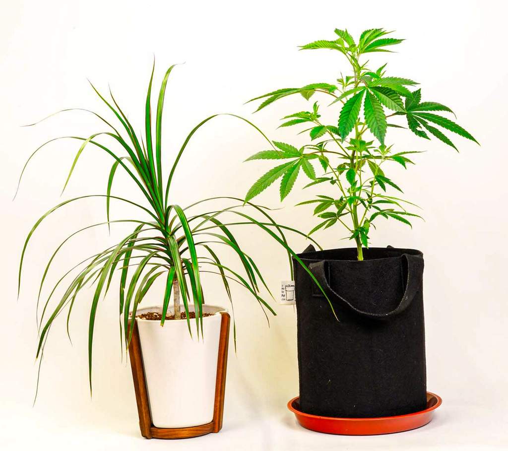 weed plant in grow kit as a houseplant