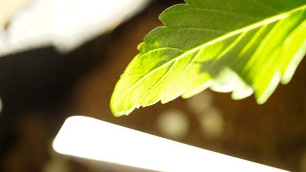 delicate cannabis leaf lit up by a light