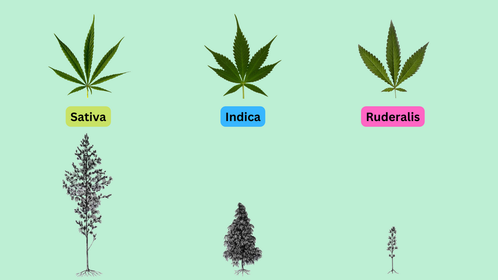 cannabis sativa indica ruderalis species leaf comparison and relative size