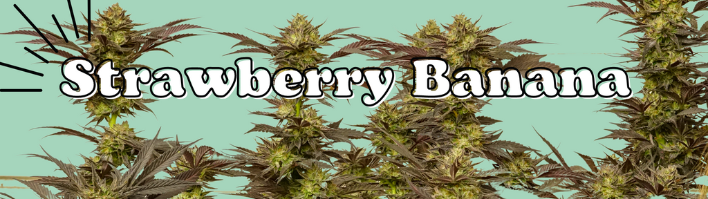 strawberry banana strain flowering cannabis plant