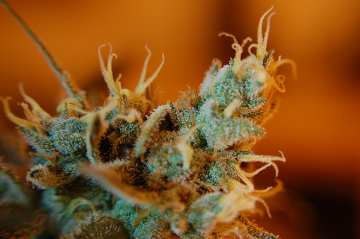 Trichomes glisten on the cannabis plant.