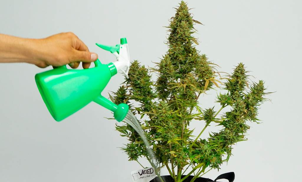 watering autoflower weed plant