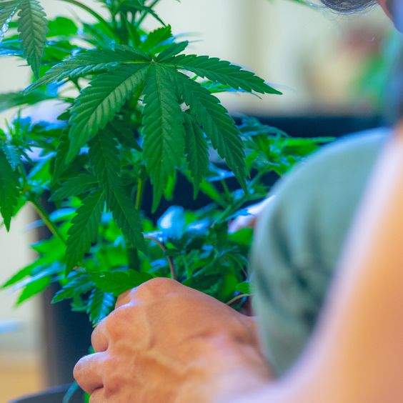 grower tending to marijuana plants in the vegetative stage