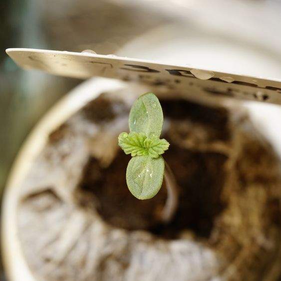 germinated seed, marijuana growing in a jiffy pellet