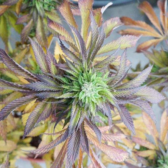 flowering marijuana growing and showing many colors