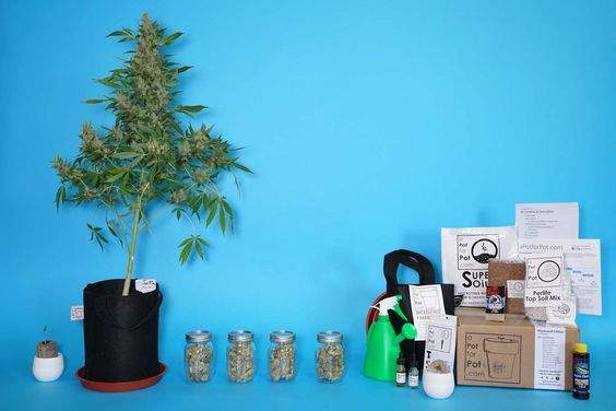 how to grow weed harvest from pot plants 
