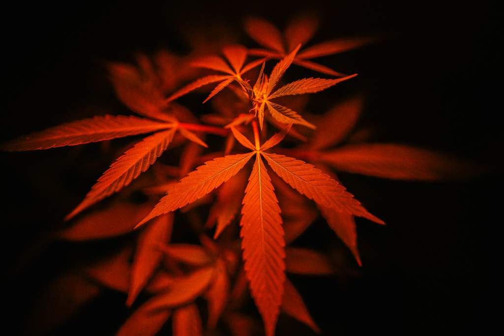 red weed leaf