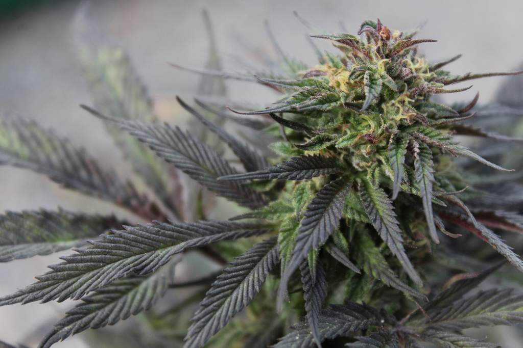 a colorful female marijuana plant 