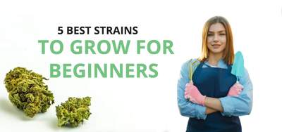 5 Best Strains to Grow for Beginners