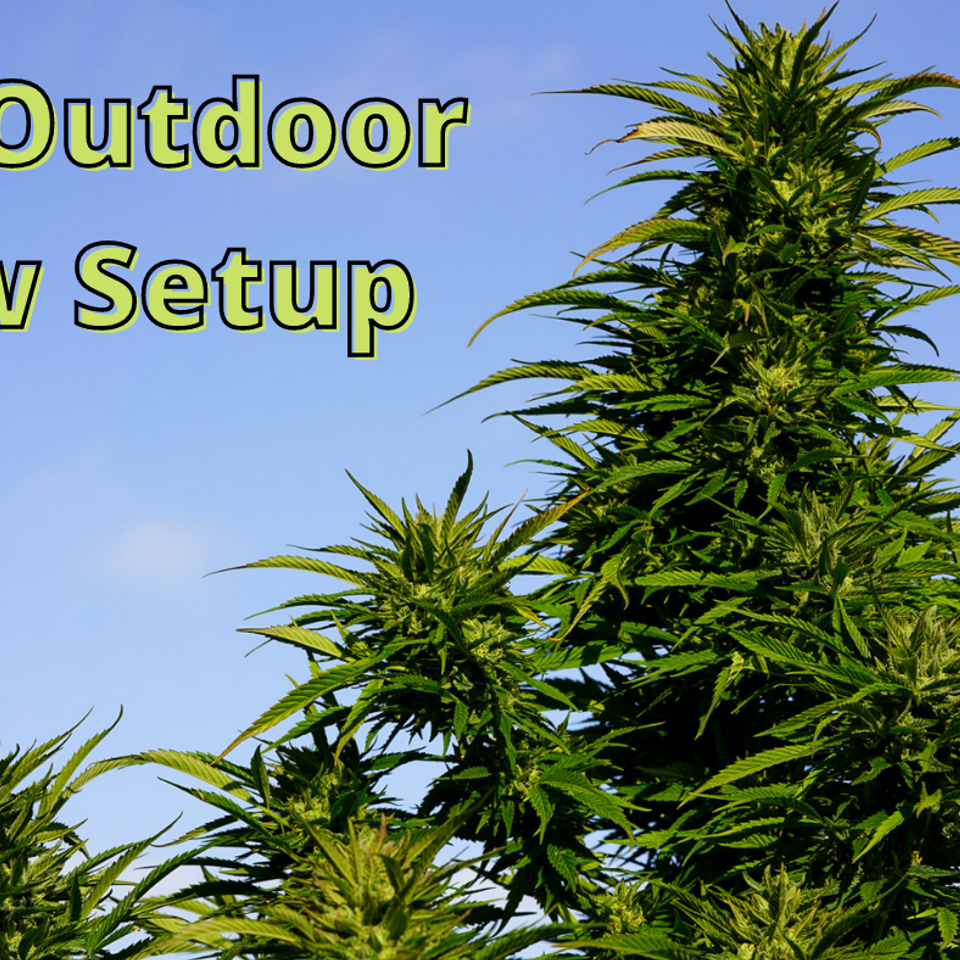 Outdoor cannabis growing: Pots, Grow Bags or directly in the soil