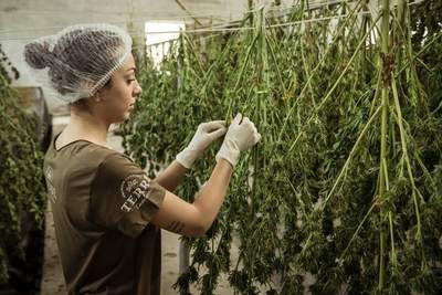 A girl in a marijuana lab
