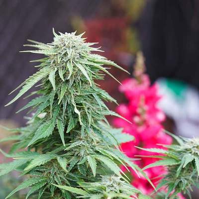 growing autoflower cannabis outside