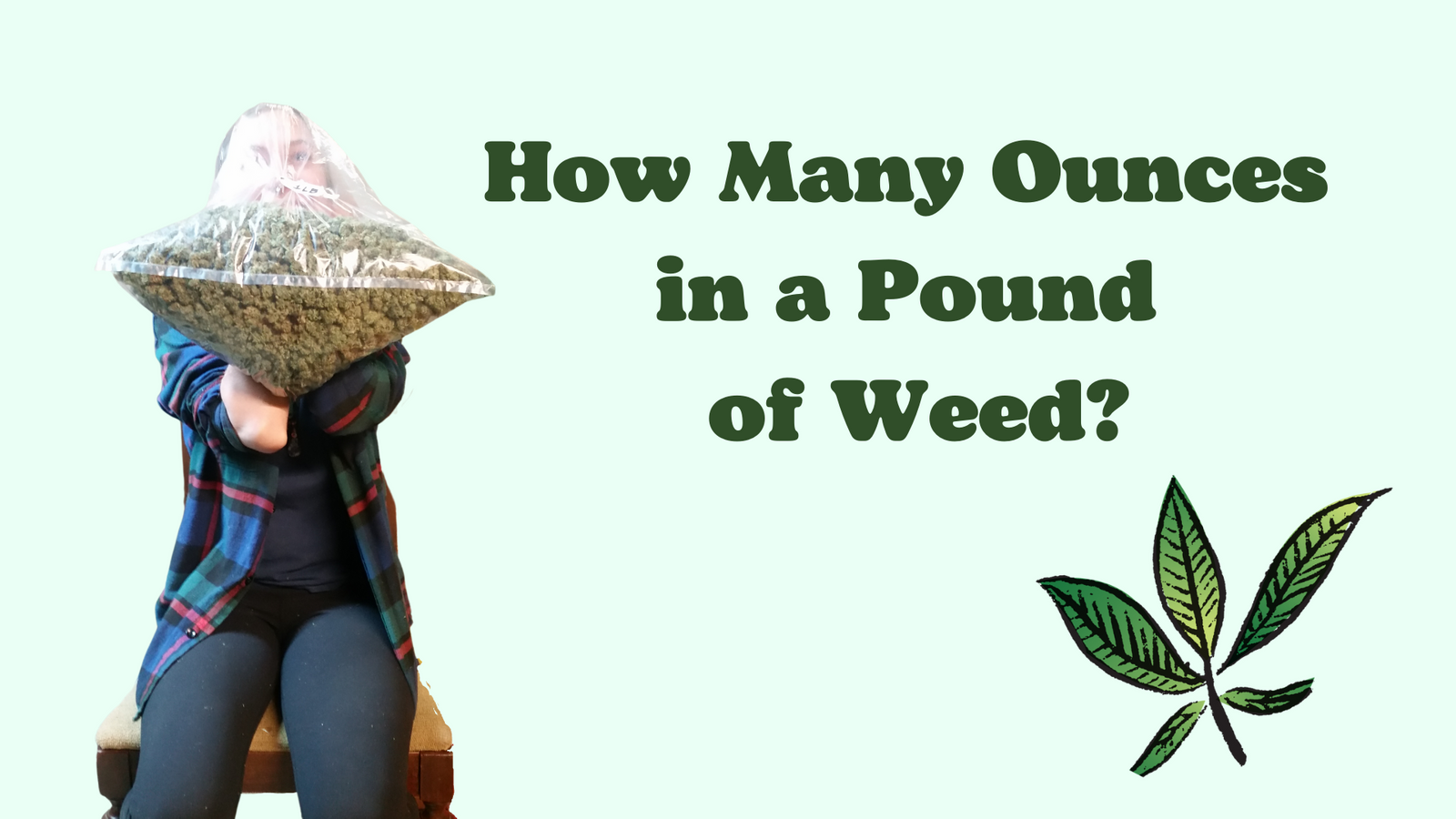 How Many Ounces in a Pound of Weed? (Answered) - THC University