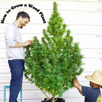 two weed growers tending to a growing marijuana plant