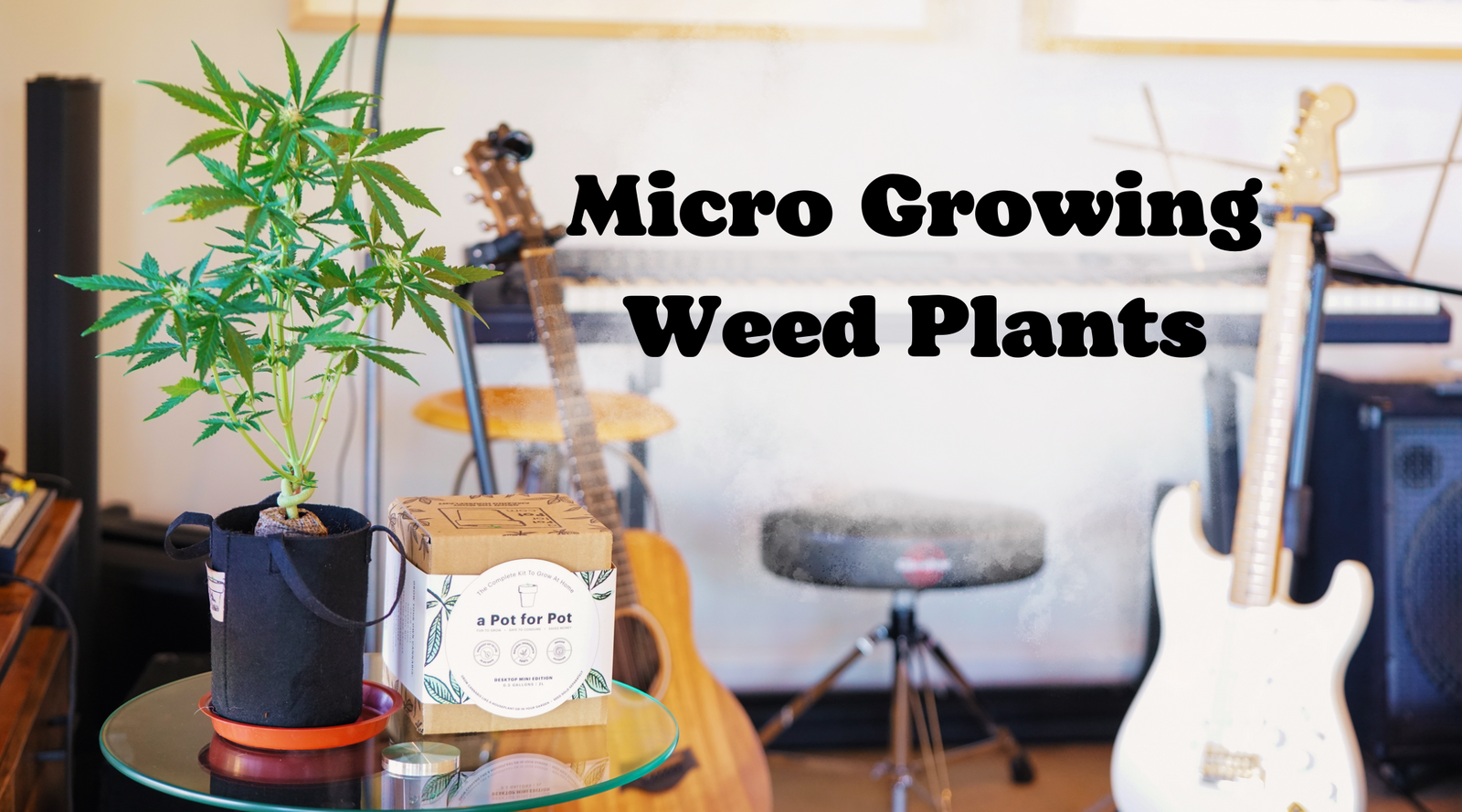 Cannabis Micro Growing How-To Guide
