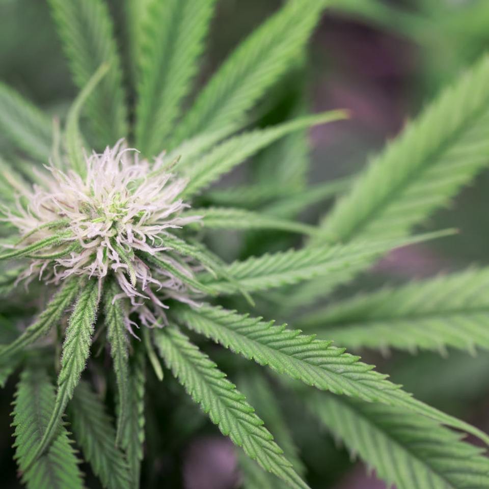 What Makes Marijuana Dank? (Really Good Weed!)