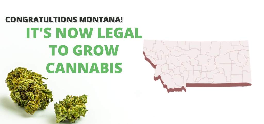 cannabis legal in Montana 