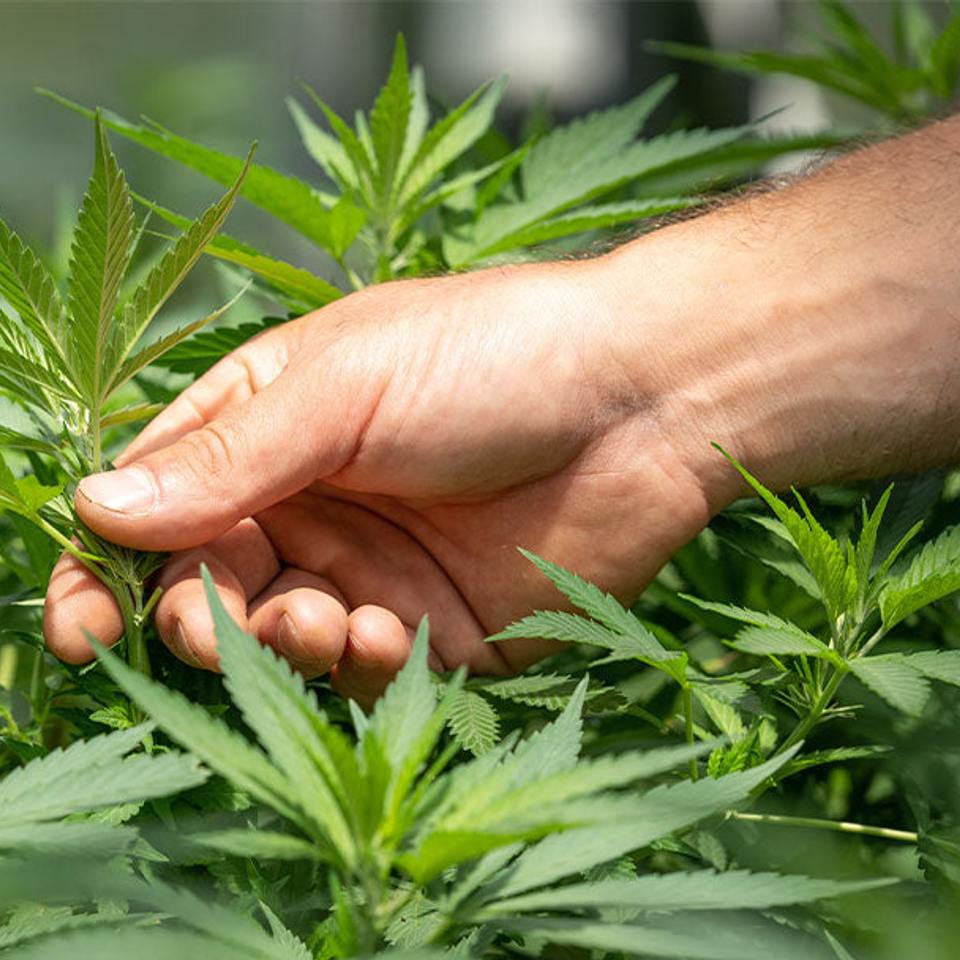 What are the benefits of marijuana clones?