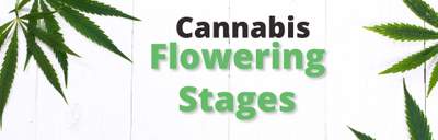 cannabis flowering stages