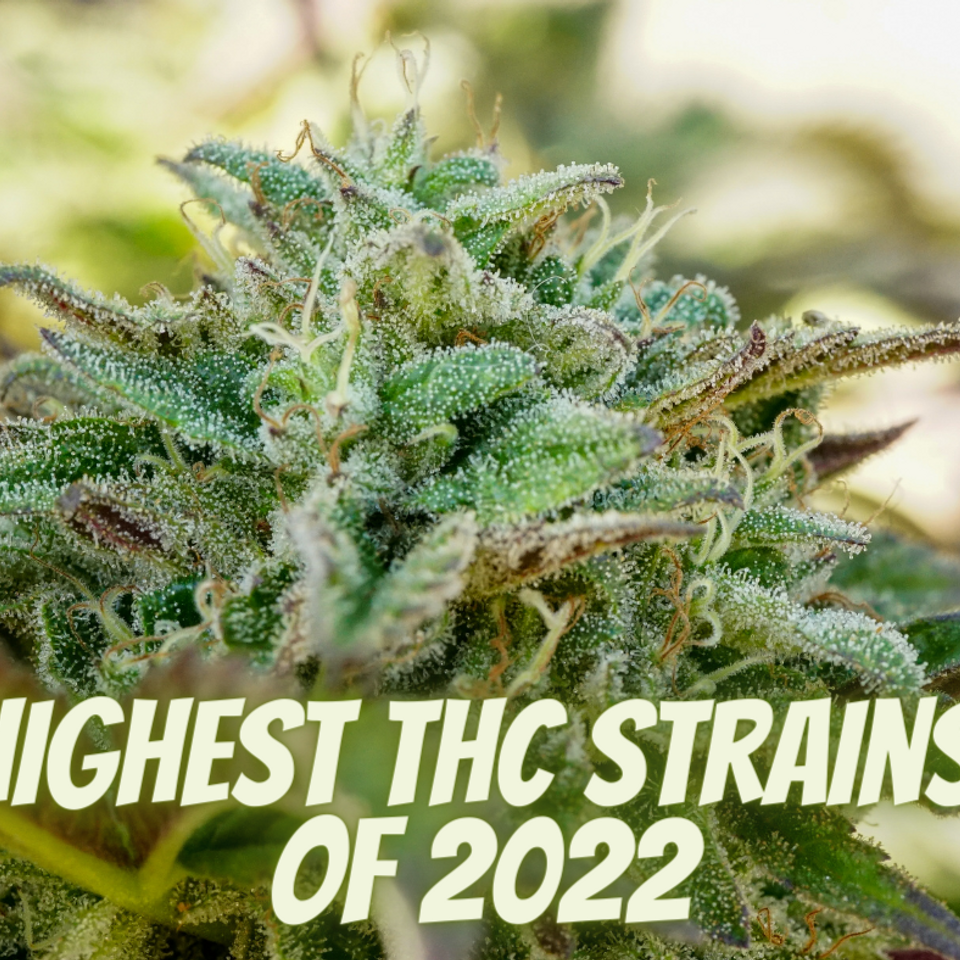 Strongest Weed In The World 2022