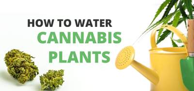 how to water cannabis plants