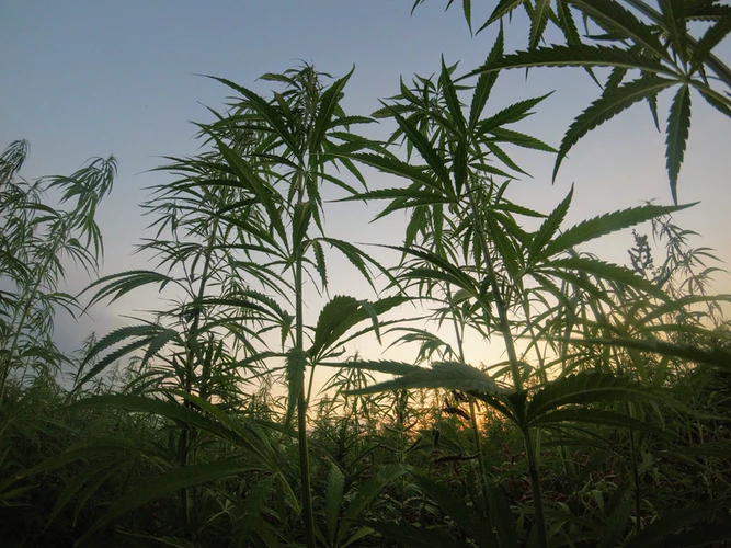 Cannabis grows outdoors.