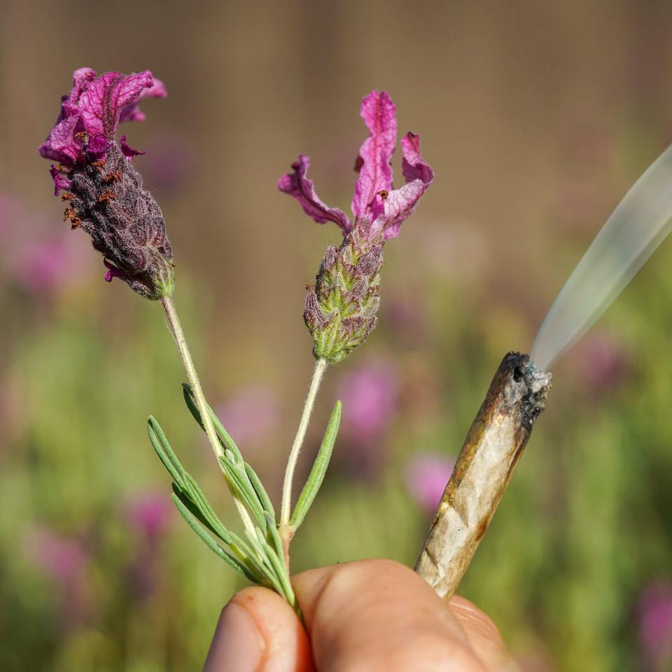 Effects of Smoking Lavender & Other Herbs