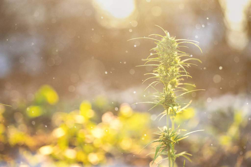 growing weed in the hot sun 