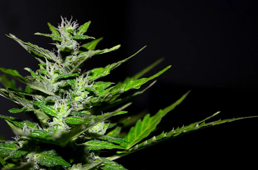 A cannabis plant against a black background.