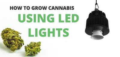 LED growing lights behind cannabis plants.