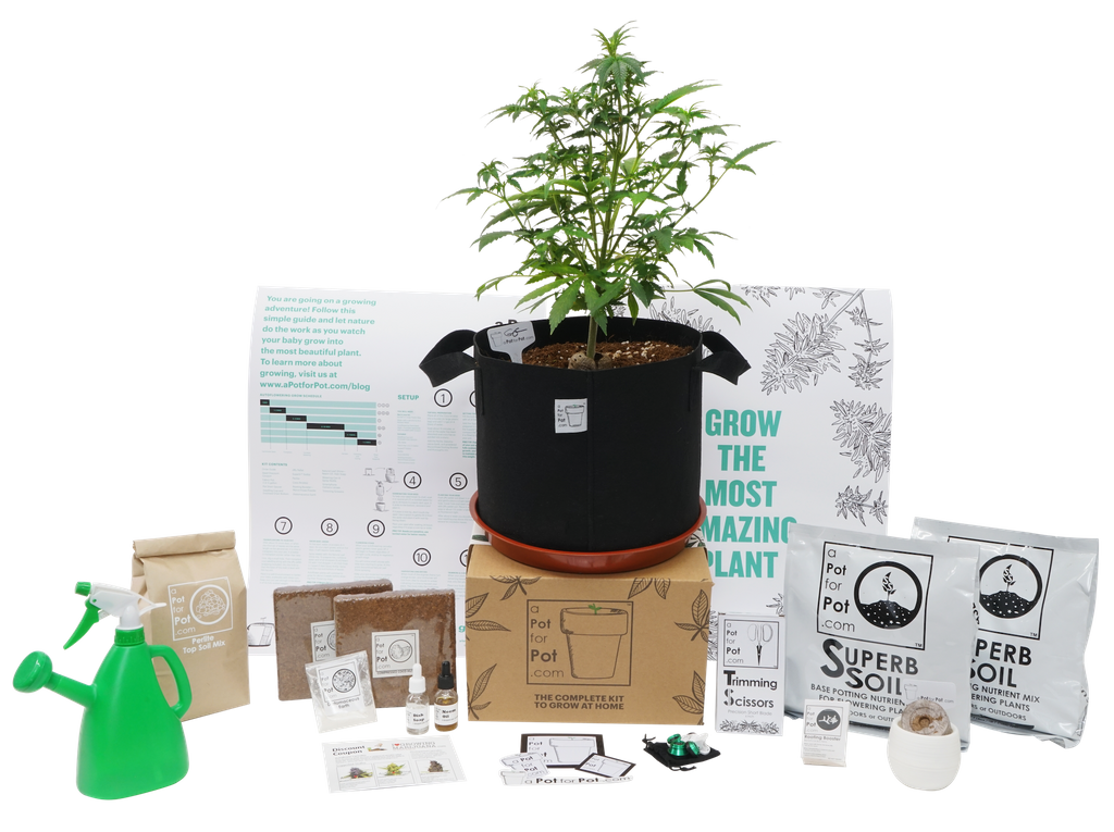 indoor weed growing kit with cannabis plant in fabric pot