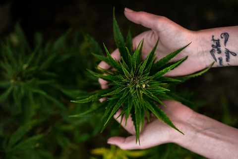 hands holding a marijuana plant
