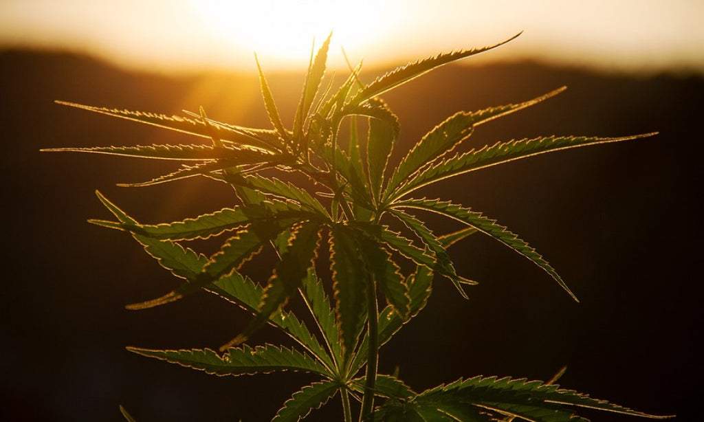A cannabis plant in the sunlight