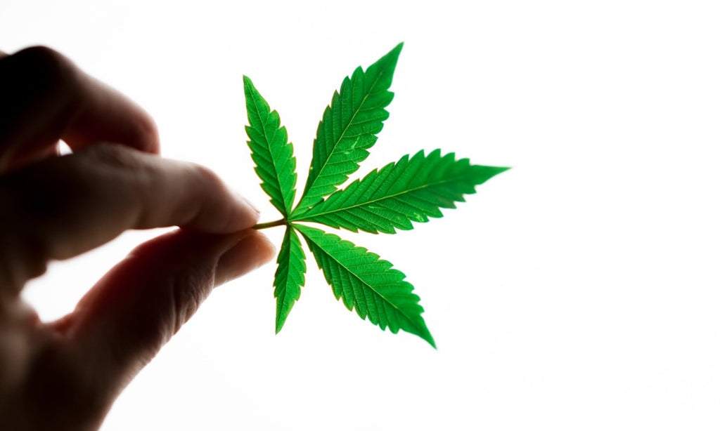 A human hand holding a marijuana fan leaf.