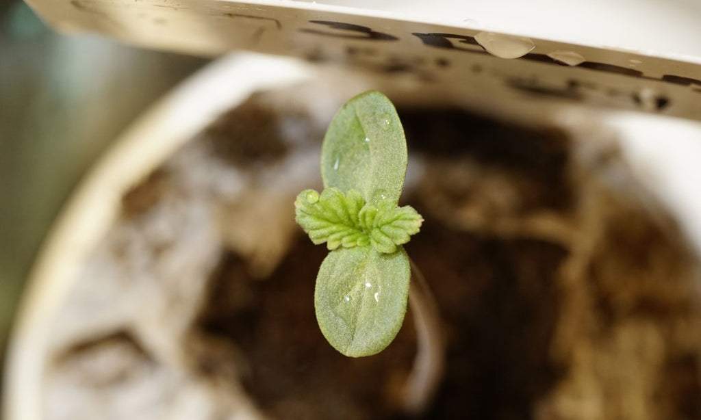 A plant sprout appearing as part of the germination process. 