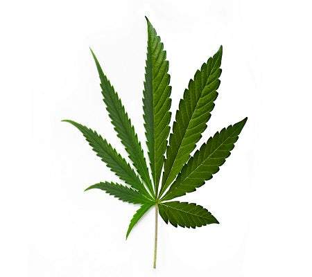 cannabis leaf hybrid