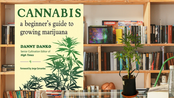 Cannabis A Beginner's Guide to Growing Marijuana in front of a bookshelf next to a mini weed plant
