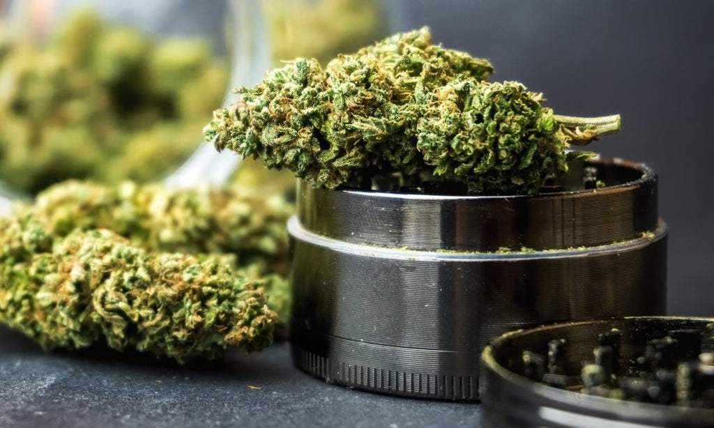 Cannabis sitting on a grinder