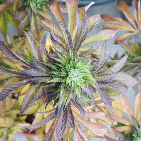 beautiful multicolored cannabis leaves