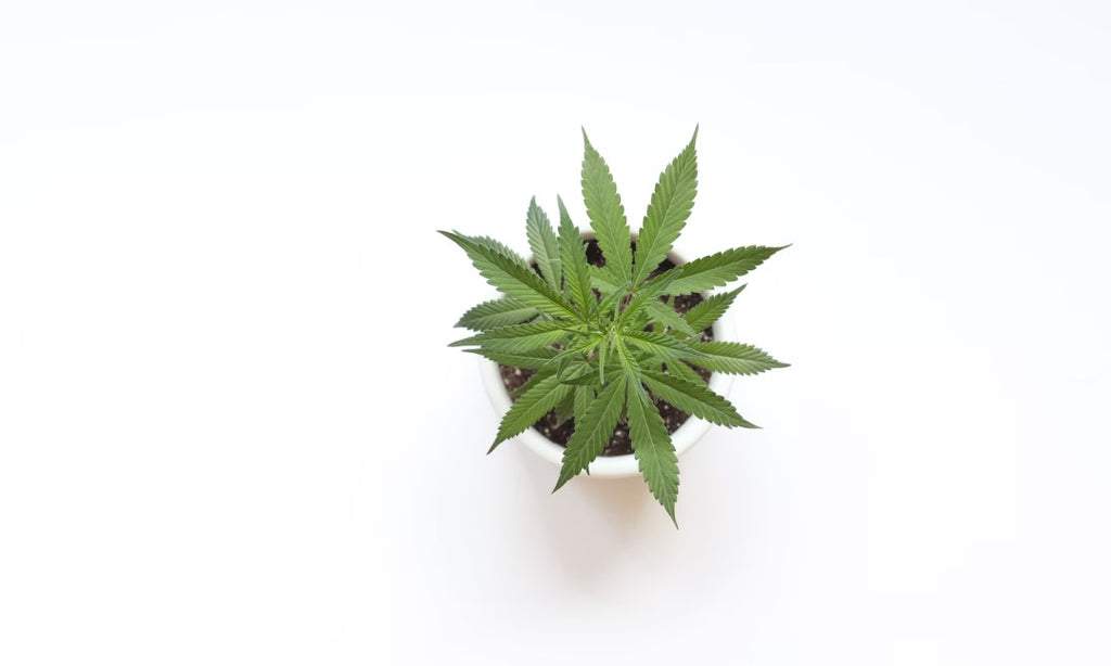 Downward view of marijuana clone growing in a pot