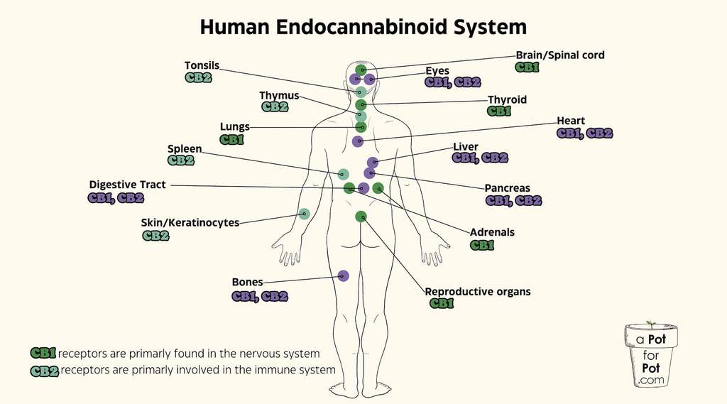 map of cb1 cb2 receptors in human endocannbinoid system