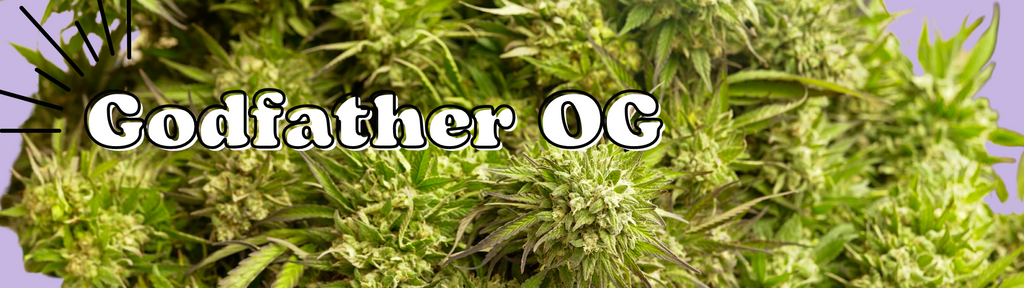 godfather og strain harvested marijuana flowers