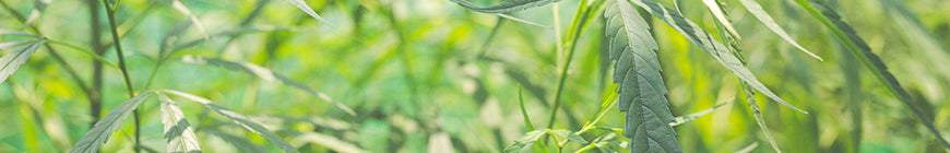 When to plant marijuana seeds outdoors