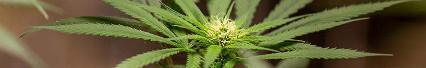  How Long Does Marijuana Take to Grow